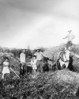 Image en noir et blanc d’hommes canadiennes-japonaises et leurs enfants faisant les foins dans un champ avec un cheval.