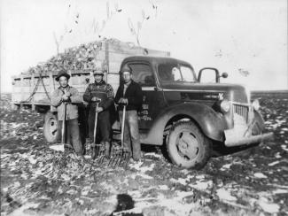 Black & white photo of three men in hats holding pitchforks on a snow covered field next to truck loaded with beets.