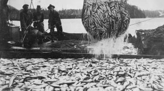Black & white photo of three Japanese Canadian men in hats hoisting a net of herring into a boat nearly full with fish. 